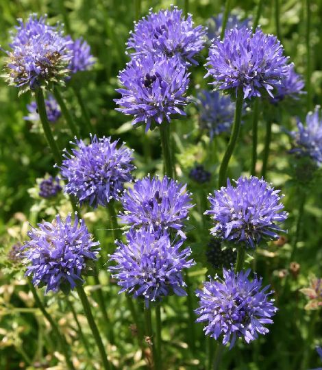 Jasione laevis